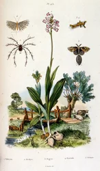 F.E.ゲランによる植物学と動物学の図版。Dictionnaire pittoresque d