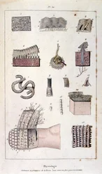 F.E.ゲランによる植物学と動物学の図版。Dictionnaire pittoresque d