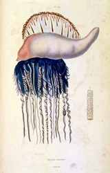 F.E.ゲランによる植物学と動物学の図版。Dictionnaire pittoresque d