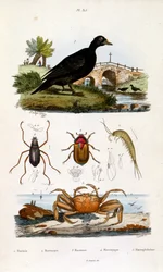F.E.ゲランによる植物学と動物学の図版。Dictionnaire pittoresque d