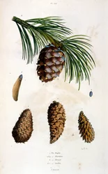 F.E.ゲランによる植物学と動物学の図版。Dictionnaire pittoresque d