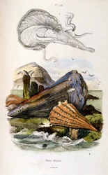F.E.ゲランによる植物学と動物学の図版。Dictionnaire pittoresque d
