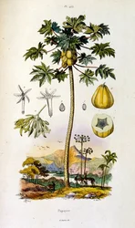 F.E.ゲランによる植物学と動物学の図版。Dictionnaire pittoresque d