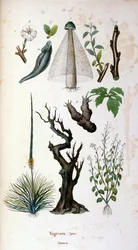 F.E.ゲランによる植物学と動物学の図版。Dictionnaire pittoresque d