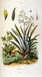 F.E.ゲランによる植物学と動物学の図版。Dictionnaire pittoresque d