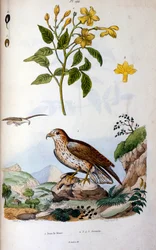 F.E.ゲランによる植物学と動物学の図版。Dictionnaire pittoresque d
