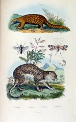 F.E.ゲランによる植物学と動物学の図版。Dictionnaire pittoresque d