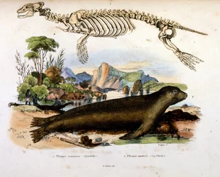 F.E.ゲランによる植物学と動物学の図版。Dictionnaire pittoresque d