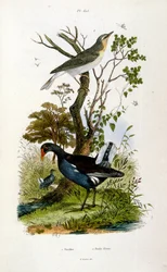 F.E.ゲランによる植物学と動物学の図版。Dictionnaire pittoresque d