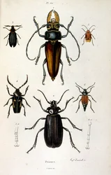 F.E.ゲランによる植物学と動物学の図版。Dictionnaire pittoresque d
