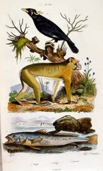 F.E.ゲランによる植物学と動物学の図版。Dictionnaire pittoresque d