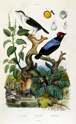 F.E.ゲランによる植物学と動物学の図版。Dictionnaire pittoresque d