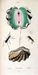 F.E.ゲランによる植物学と動物学の図版。Dictionnaire pittoresque d