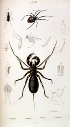 F.E.ゲランによる植物学と動物学の図版。Dictionnaire pittoresque d
