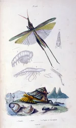 F.E.ゲランによる植物学と動物学の図版。Dictionnaire pittoresque d