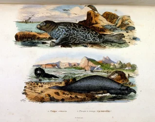 F.E.ゲランによる植物学と動物学の図版。Dictionnaire pittoresque d
