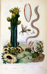 F.E.ゲランによる植物学と動物学の図版。Dictionnaire pittoresque d
