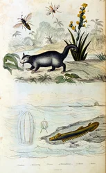 F.E.ゲランによる植物学と動物学の図版。Dictionnaire pittoresque d