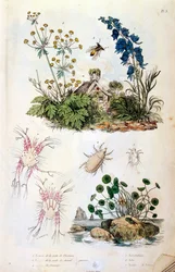 F.E.ゲランによる植物学と動物学の図版。Dictionnaire pittoresque d