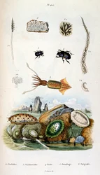 F.E.ゲランによる植物学と動物学の図版。Dictionnaire pittoresque d