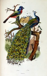 F.E.ゲランによる植物学と動物学の図版。Dictionnaire pittoresque d
