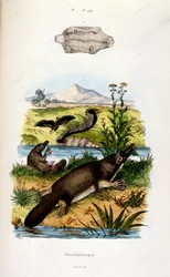 F.E.ゲランによる植物学と動物学の図版。Dictionnaire pittoresque d