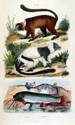 F.E.ゲランによる植物学と動物学の図版。Dictionnaire pittoresque d