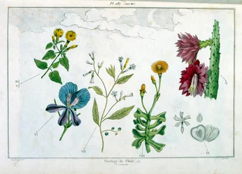 F. E. ゲランによる植物図版。ピトレスク自然史・自然現象辞典-1833/1834より