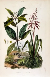 F. E. ゲランによる植物図版。ピトレスク自然史・自然現象辞典-1833/1834より
