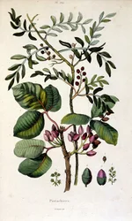 F. E. ゲランによる植物図版。ピトレスク自然史・自然現象辞典-1833/1834より
