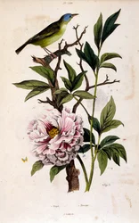 F. E. ゲランによる植物図版。ピトレスク自然史・自然現象辞典-1833/1834より