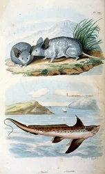 Chimaeras目Chimaeriformes、非公式にはゴーストシャーク、ラットフィッシュとして知られる; F. E. Guerinによる植物学的・動物学的図版。Dictionnaire pittoresque d