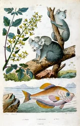 コアラ・ベアと魚。F.E.ゲランによる植物学と動物学のイラスト。Dictionnaire pittoresque d