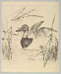 アヒル、1850-1914。