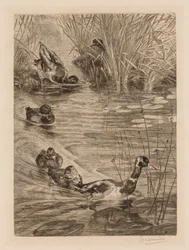 試合中のアヒル、c。 1870。