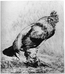 La Coq、c1850-1910、1924。