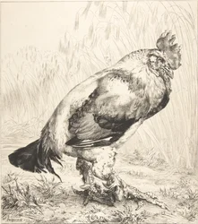 オールド・コック、1882年。
