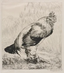 オールドコック、1882。