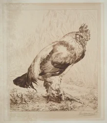 オールドコック、1882。