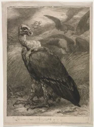 ハゲワシ、1904。