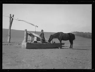 水飲み場の馬