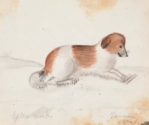 犬