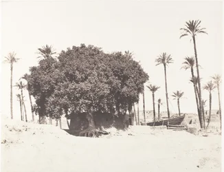 Esneh、Date Palms、Sycamore、Coffee on the Edge of the Nile、1851-52、印刷 1853-54。