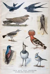 保護され、農業に役立つ鳥、1897