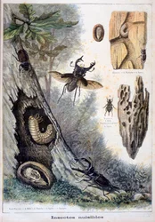 有害な昆虫、1897