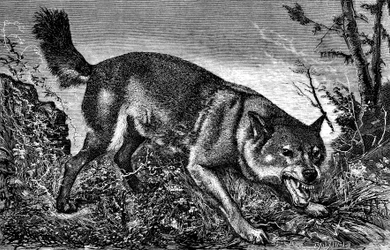 怒って歯を出し、牙を見せるフェローチェオオカミ-1870年2月5日、"La chasse illustree "第27号に掲載されたメーユのエングレーヴィング。