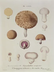 下垂体カンペストレまたはフィールドのキノコ、JHルヴェイユの「Iconographie des Champignons de JJ Paulet」のプレート130、ルナールの彫刻、1855