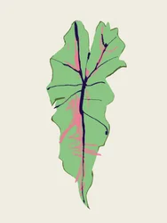 ピンクの筋が入った緑の葉