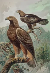 刻まれた金色の大人の男性（1）と女性（2）AQUYLA CHYSAETUS