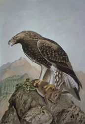 彫刻-アギラレオナダ-男性ヤング-AQUILA CHRYSAETUS